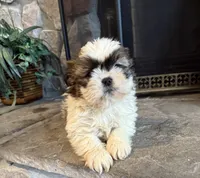 Kai, a male Shih Tzu for sale in Knoxville, IA – Photo 5 of 5