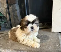 Kai, a male Shih Tzu for sale in Knoxville, IA – Photo 4 of 5