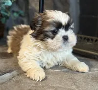 Kai, a male Shih Tzu for sale in Knoxville, IA – Photo 3 of 5