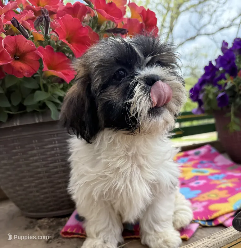 Daisy  – Shih Tzu puppy for sale in Knoxville, IA