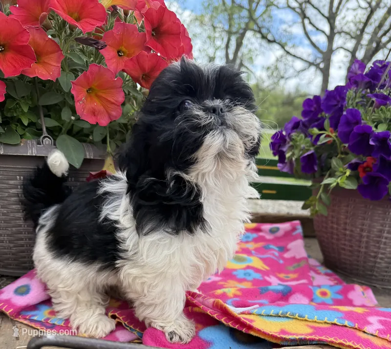 Zara – Shih Tzu puppy for sale in Knoxville, IA