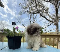 Sam, a male Shih Tzu for sale in Knoxville, IA – 3 of 4