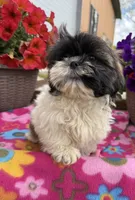 Lora, a female Shih Tzu for sale in Knoxville, IA – 3 of 3