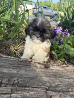 Courtney, a male Shih Tzu for sale in Knoxville, IA – 4 of 4