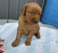 Milo, a male Golden Retriever for sale in Knoxville, IA – Photo 3 of 3