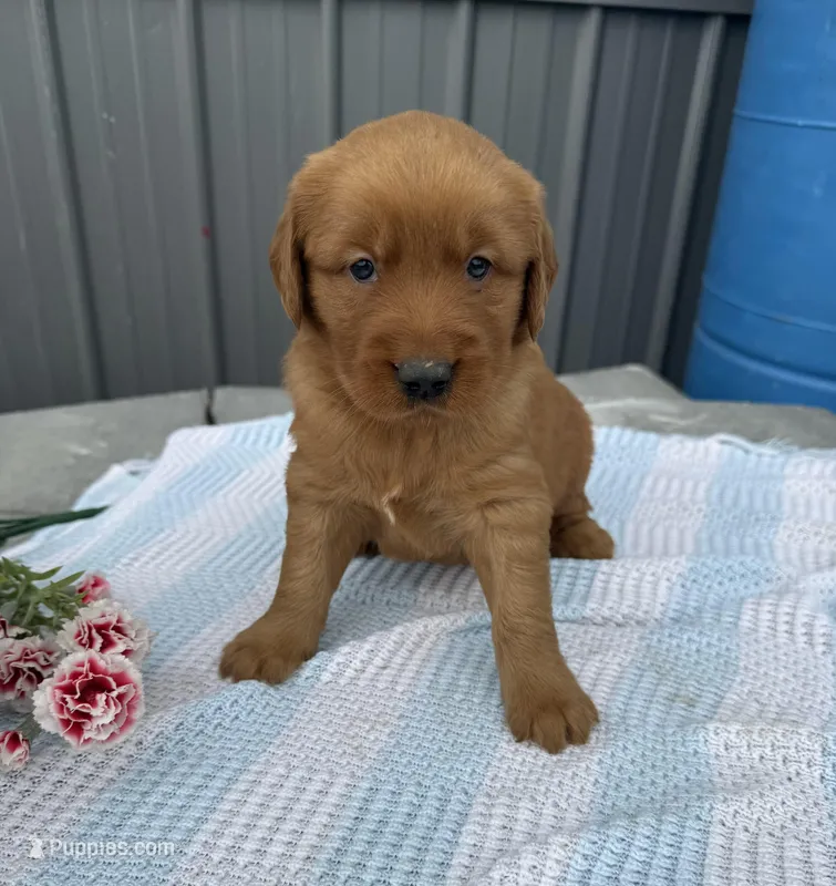 Milo – Golden Retriever puppy for sale in Knoxville, IA