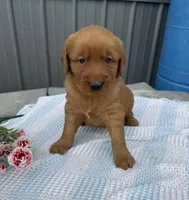 Milo, a male Golden Retriever for sale in Knoxville, IA – Photo 1 of 3