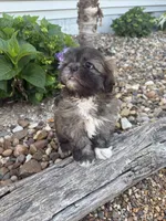 Ricky , a male Shih Tzu for sale in Knoxville, IA – 5 of 5