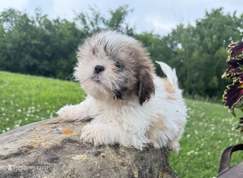 Lincoln – Shih Tzu puppy for sale in Knoxville, IA