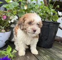 Bella, a female Shih Tzu and Poodle - Miniature  for sale in Knoxville, IA – 3 of 4
