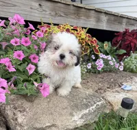 Sally, a female Shih Tzu for sale in Knoxville, IA – 1 of 3