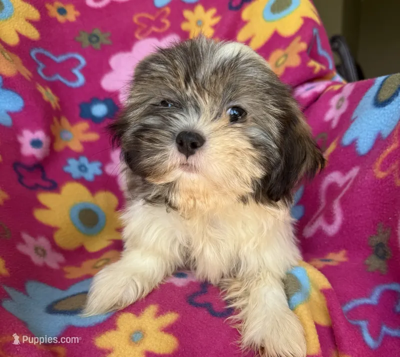 Lucy – Shih Tzu puppy for sale in Knoxville, IA
