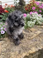Bailey, a female Poodle - Toy  for sale in Knoxville, IA – 3 of 4