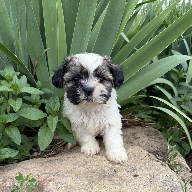 Caleb – Shih Tzu puppy for sale in Knoxville, IA