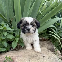 Caleb, a male Shih Tzu for sale in Knoxville, IA – 1 of 5