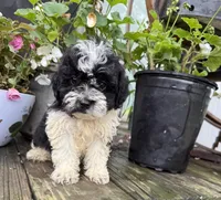 Buddy , a male Shih Tzu and Poodle - Miniature  for sale in Knoxville, IA – 3 of 4