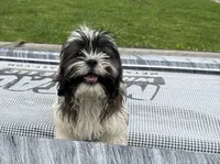 Daisy , a female Shih Tzu for sale in Knoxville, IA – 3 of 4