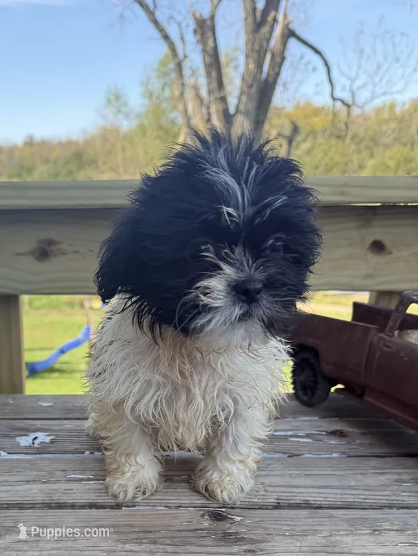Milo, a male Bichon Frise and Shih Tzu for sale in Knoxville, IA – 1 of 5