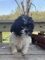 Milo, a male Bichon Frise and Shih Tzu for sale in Knoxville, IA – 1 of 5