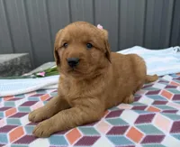 Mina, a female Golden Retriever for sale in Knoxville, IA – Photo 3 of 3