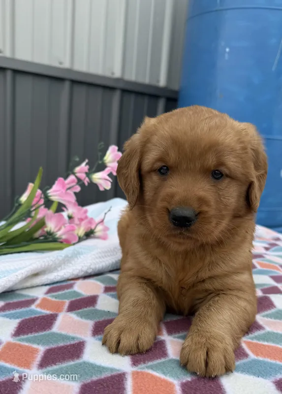 Mina – Golden Retriever puppy for sale in Knoxville, IA