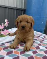 Mina, a female Golden Retriever for sale in Knoxville, IA – Photo 2 of 3