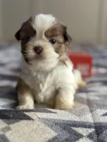 Zach , a male Shih Tzu for sale in Knoxville, IA – Photo 3 of 5