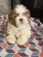 Zach , a male Shih Tzu for sale in Knoxville, IA – Photo 3 of 4