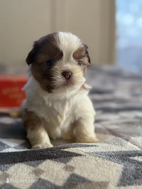 Zach , a male Shih Tzu for sale in Knoxville, IA – Photo 1 of 5