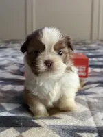 Zach , a male Shih Tzu for sale in Knoxville, IA – Photo 5 of 5