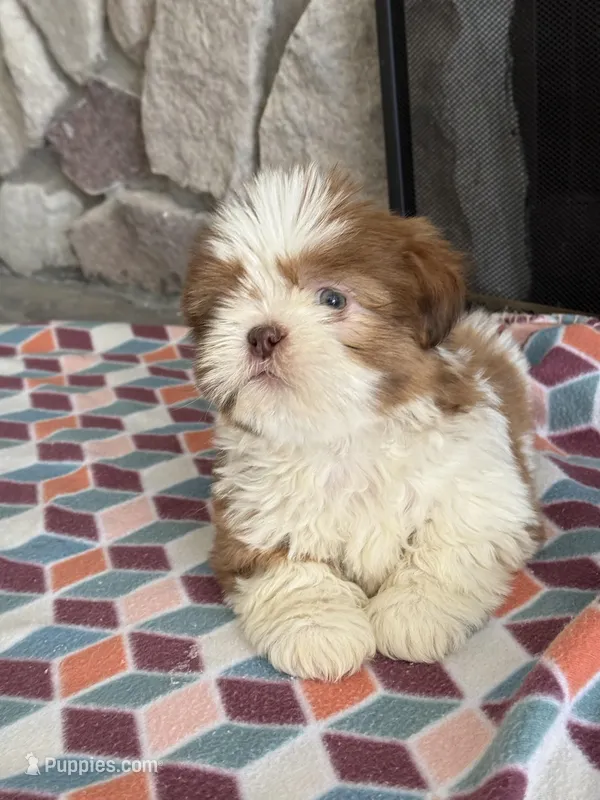 Zach  – Shih Tzu puppy for sale in Knoxville, IA