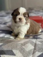 Zach , a male Shih Tzu for sale in Knoxville, IA – Photo 2 of 5