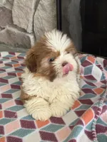 Zach , a male Shih Tzu for sale in Knoxville, IA – Photo 4 of 4