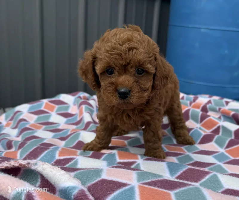 Riri – Goldendoodle, Poodle - Toy  puppy for sale in Knoxville, IA