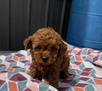 Riri, a female Goldendoodle and Poodle - Toy  for sale in Knoxville, IA – 3 of 3