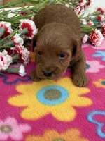 Riri, a female Goldendoodle and Poodle - Toy  for sale in Knoxville, IA – Photo 3 of 3