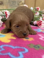 Riri, a female Goldendoodle and Poodle - Toy  for sale in Knoxville, IA – Photo 2 of 3
