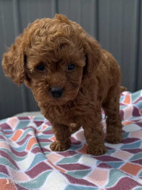 Riri – Goldendoodle, Poodle - Toy  puppy for sale in Knoxville, IA