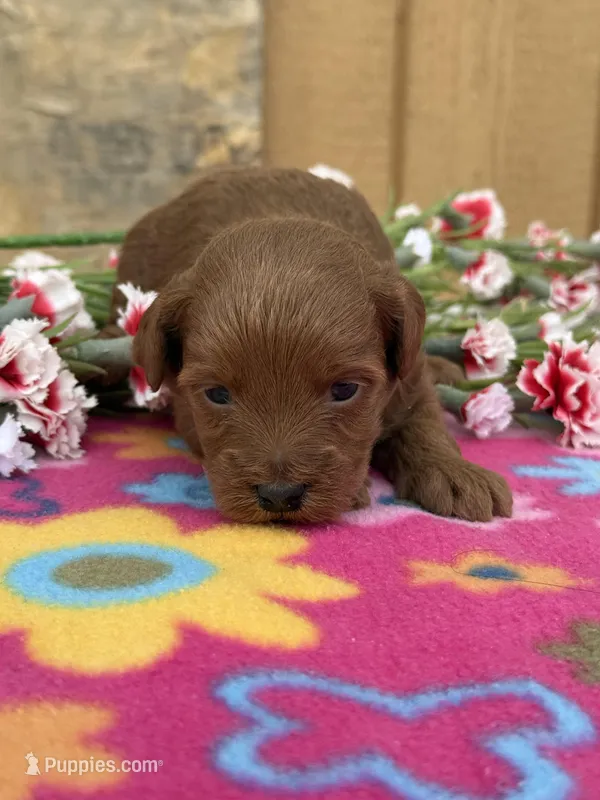 Riri – Goldendoodle, Poodle - Toy  puppy for sale in Knoxville, IA