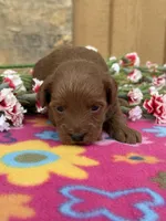 Riri, a female Goldendoodle and Poodle - Toy  for sale in Knoxville, IA – Photo 1 of 3