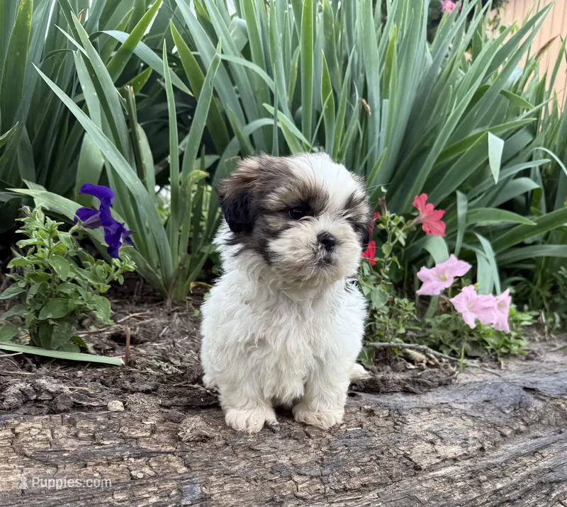 Coco – Shih Tzu puppy for sale in Knoxville, IA