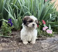 Coco, a female Shih Tzu for sale in Knoxville, IA – 1 of 4