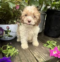 Lila, a female Shih Tzu and Poodle - Toy  for sale in Knoxville, IA – 3 of 4