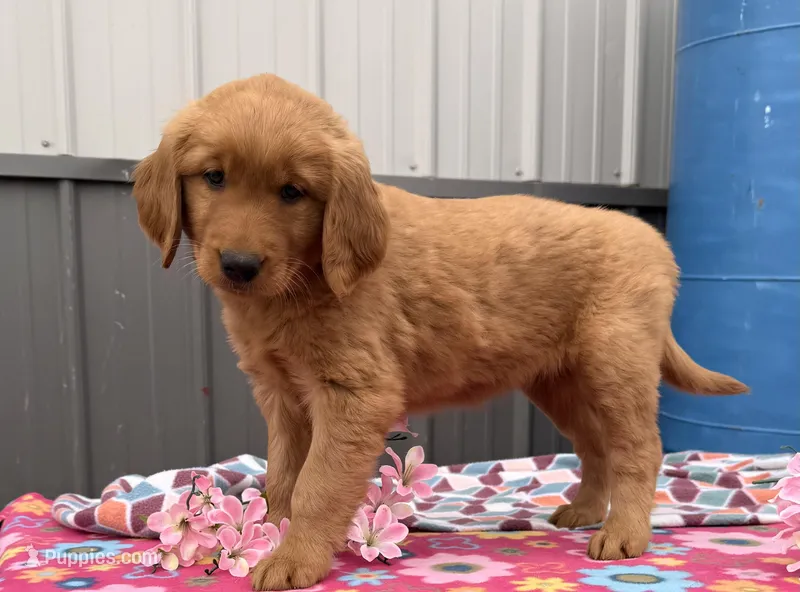 Mia – Golden Retriever puppy for sale in Knoxville, IA