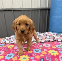 Mia, a female Golden Retriever for sale in Knoxville, IA – 4 of 4