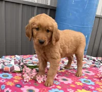Mia, a female Golden Retriever for sale in Knoxville, IA – 2 of 4