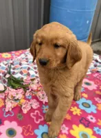 Mia, a female Golden Retriever for sale in Knoxville, IA – 3 of 4