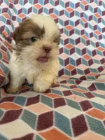 Liam, a male Shih Tzu for sale in Knoxville, IA – 5 of 5