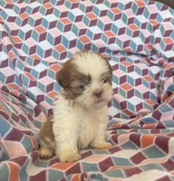 Liam, a male Shih Tzu for sale in Knoxville, IA – 2 of 5
