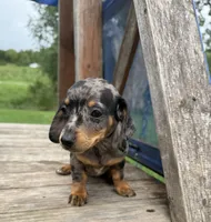 Alma, a female Miniature Dachshund for sale in Knoxville, IA – 5 of 5